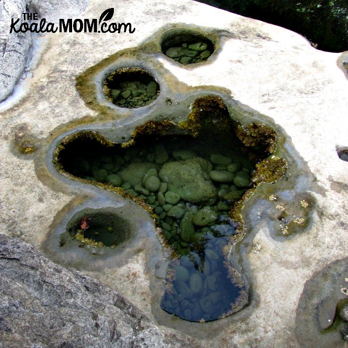 Tide Pool at Botanical Beach.