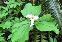 Trillium by the trail | picture of the Trillium plant