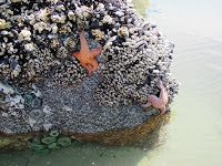 Starfish and barnacles on a rock.