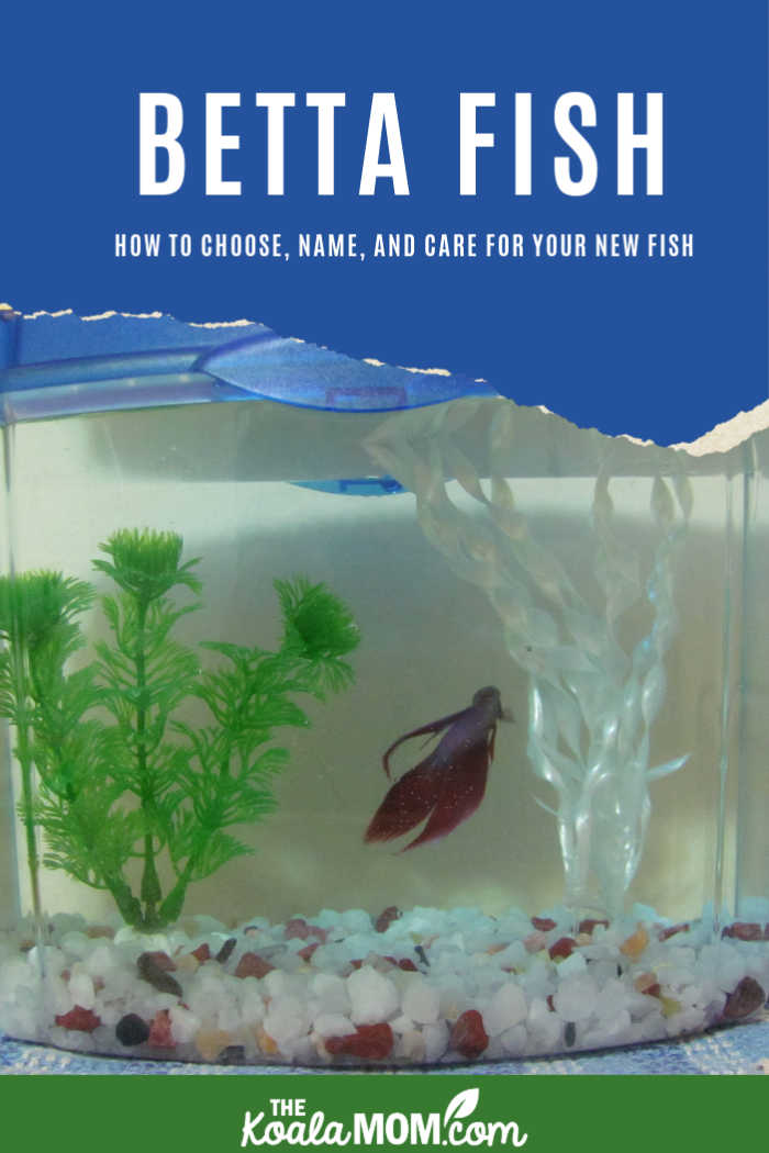 Betta fish: how to choose, name, and care for your Siamese fighting fish