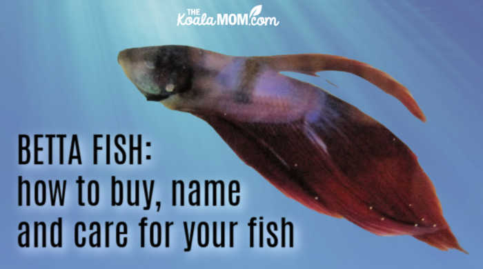 Betta Fish: How to buy, name and care for your fish • The Koala Mom