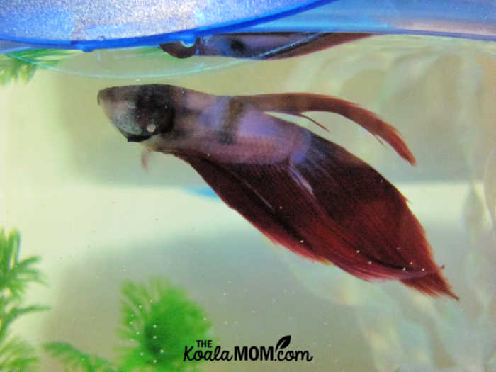 Our red betta fish, named Siam-I-Am