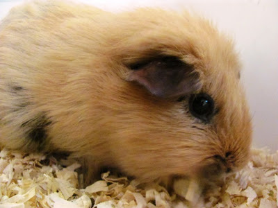 rosie the guinea pig from our preschool