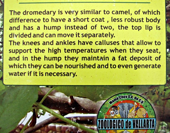 Sign about a dromedary at the Puerto Vallarta Zoo.