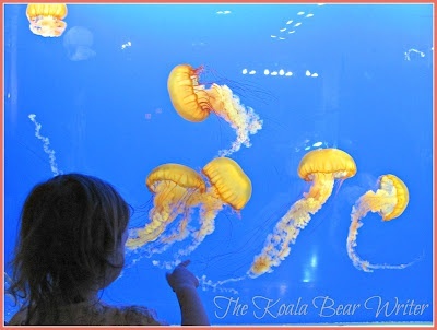 Jelly fish at the Shaw Ocean Discovery Centre