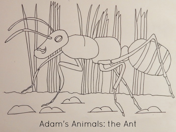 The ant, a sample colouring page from Adam's Animals