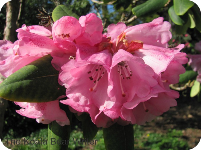 pink rhododendrons