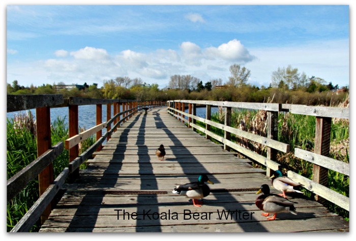 Mallards on bridge at Swan Lake Nature Sanctuary