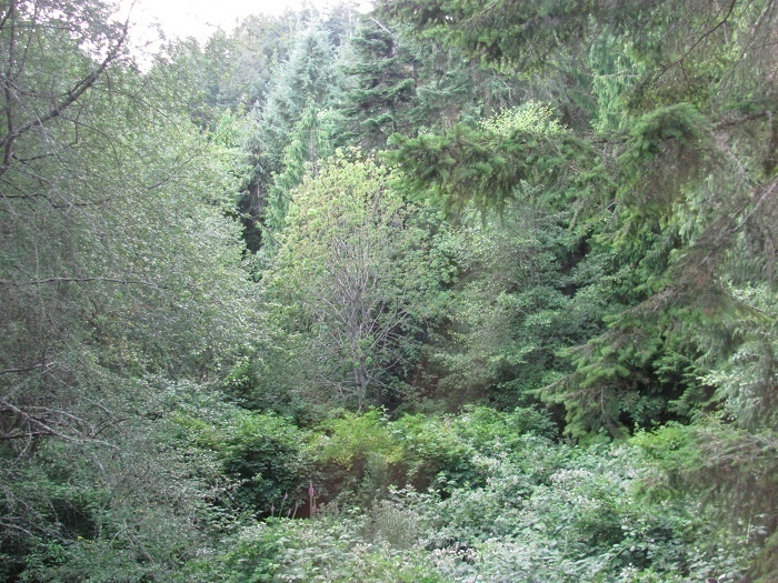 country living - the view out our patio window