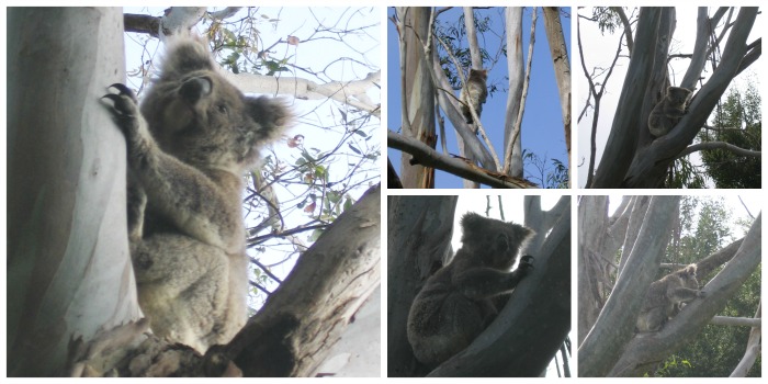 koalas