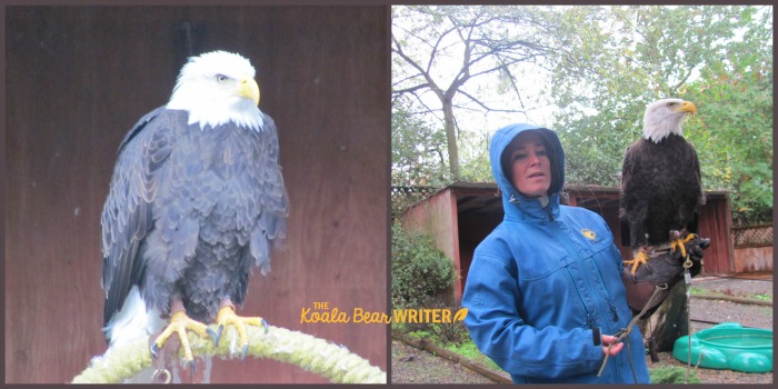 Manwe, the bald eagle, at the Raptors Centre in Duncan, BC