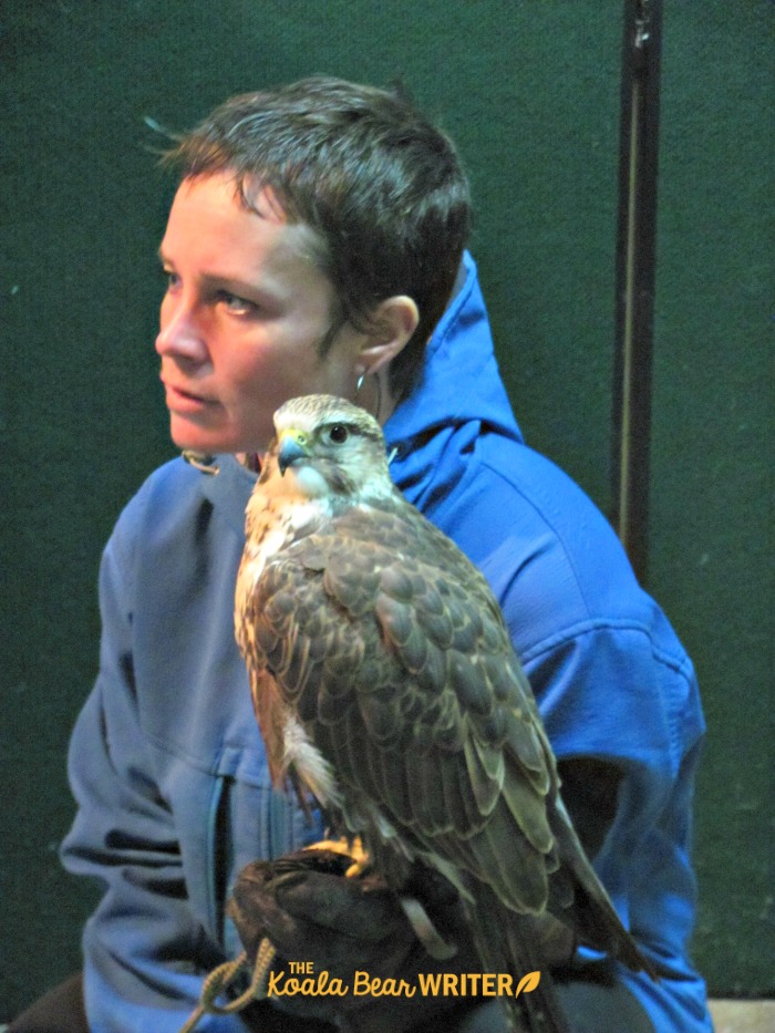 Falcon with handler at the Raptors Centre in Duncan, BC