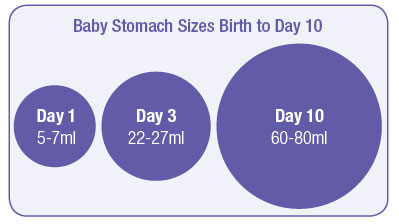 Baby belly sizes