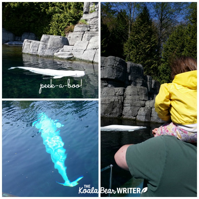 Beluga whale in the Vancouver Aquarium