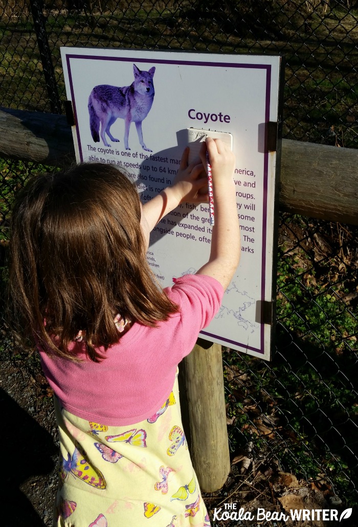 Grade 1 student taking notes about the coyote at the Vancouver Zoo.