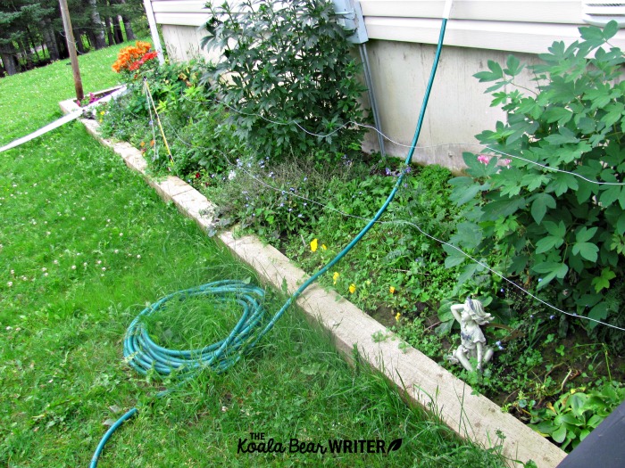 Flower garden near a house, with a garden hose to water it.