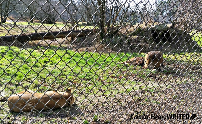 Lions sunning themselves at the Vancouver Zoo