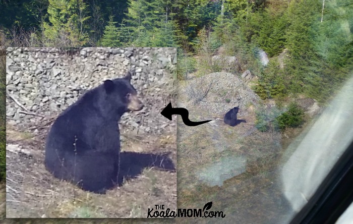 Bear sighted from a train, with inset enlarged to show better picture.