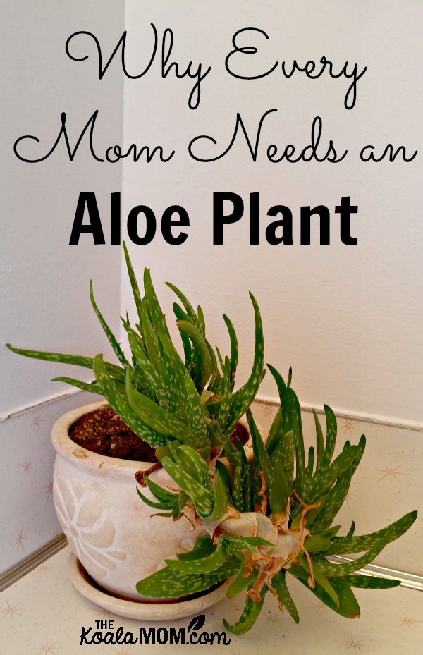 Why Every Mom Needs an Aloe Plant