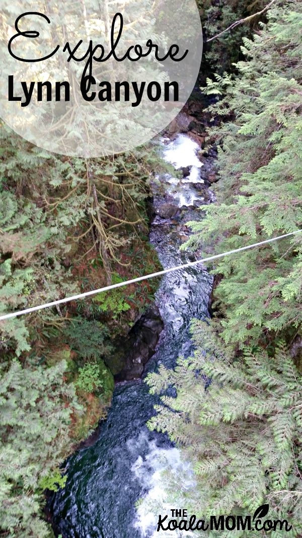 Explore Lynn Canyon in Vancouver, BC