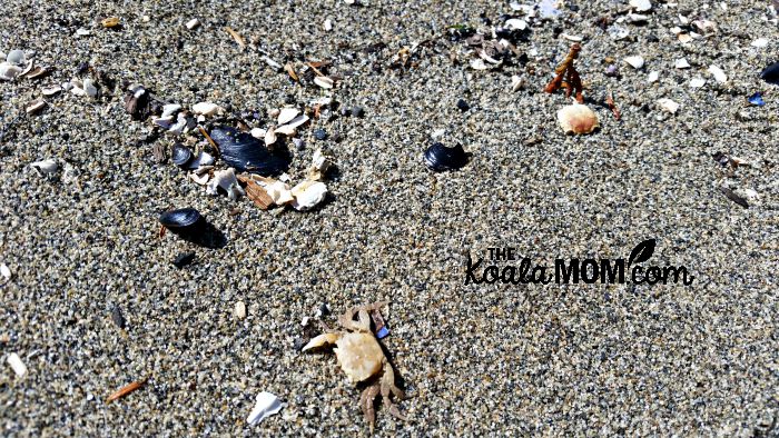 Beach treasures - crabs, mussels, rocks and more on the sand