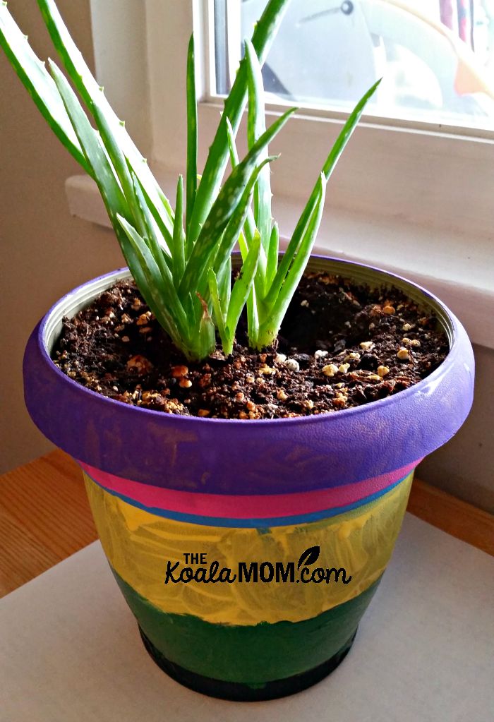 Painted plant pot for an aloe plant