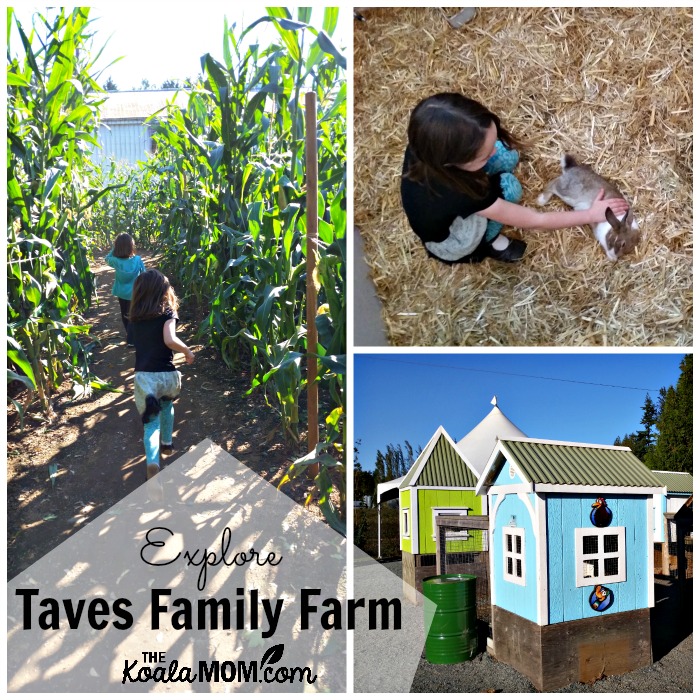 Explore Taves Family Farm in Abbotsford, BC