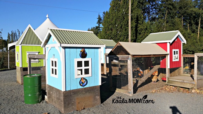 Chicken coops at the Taves Family Farm