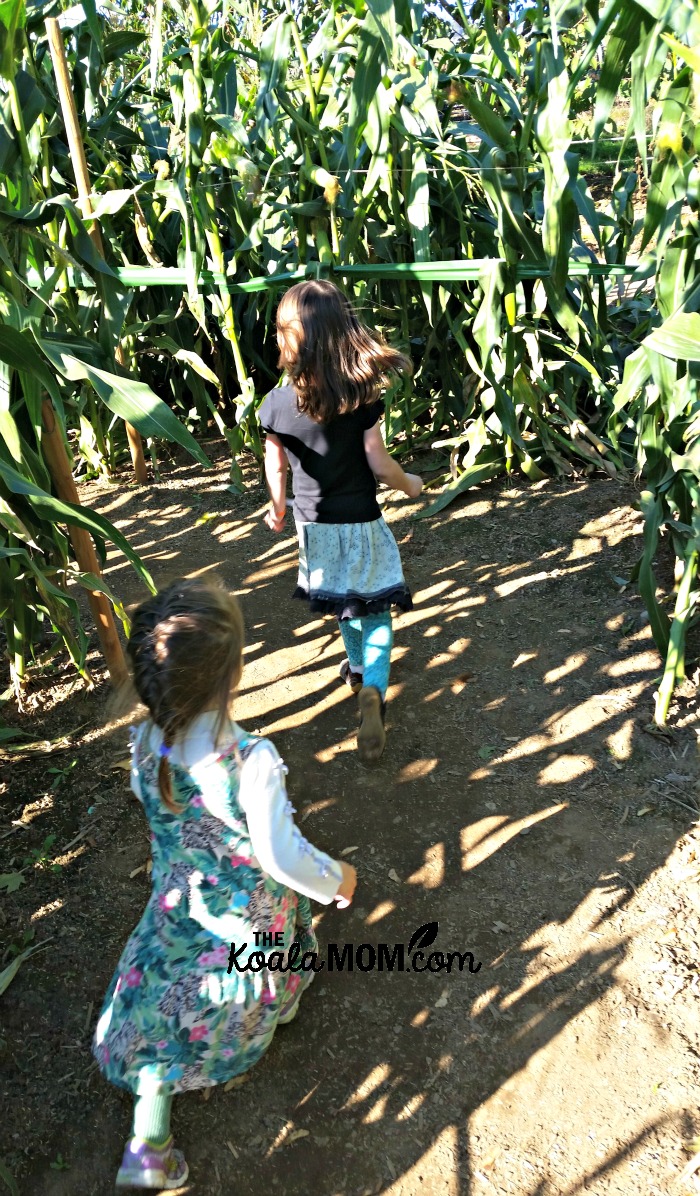 Girls running through the corn maze at Taves Family Farm