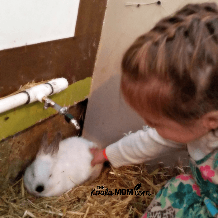 Jade petting the bunnies at the Taves Family Farm