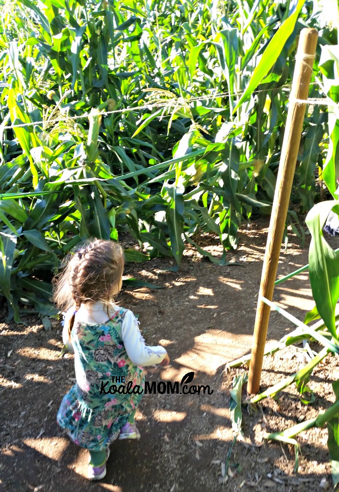 Jade running through the corn maze at the Taves Family Farm