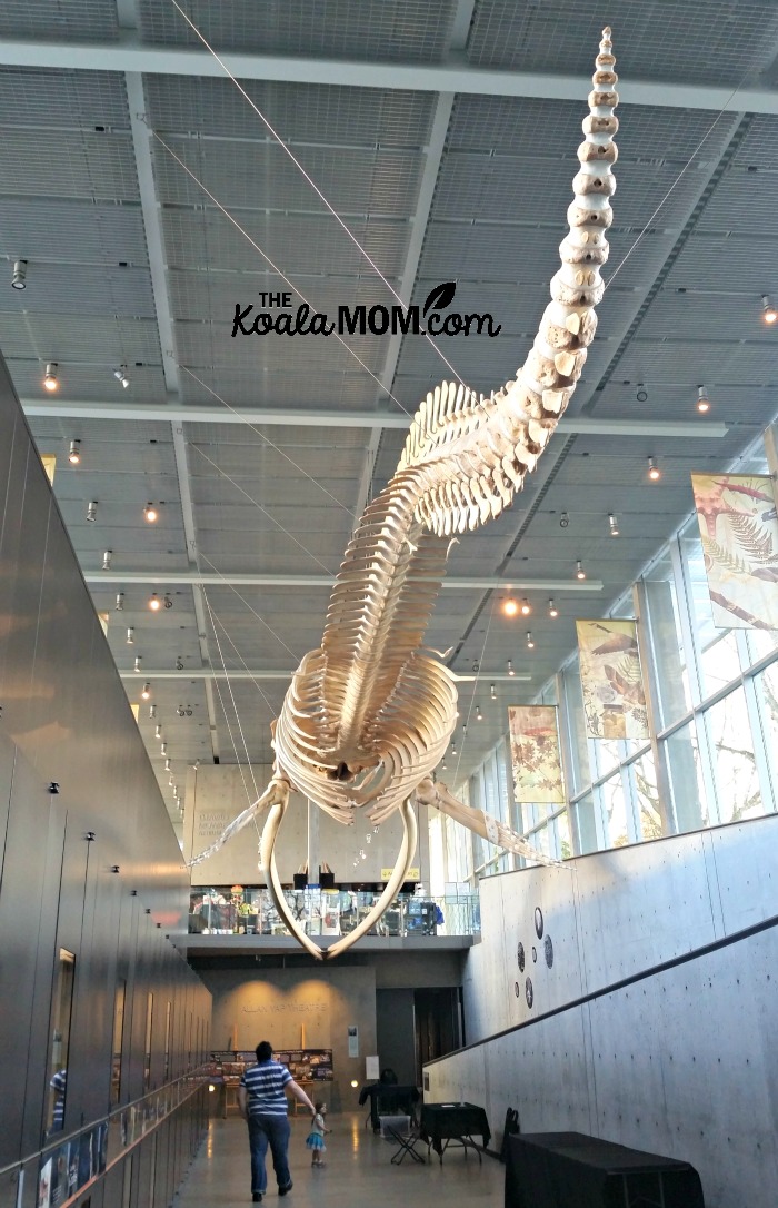 Blue whale skeleton at the Beaty Biodiversity Museum