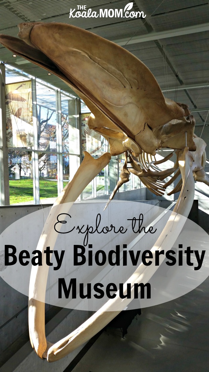 Explore the Beaty Biodiversity Museum