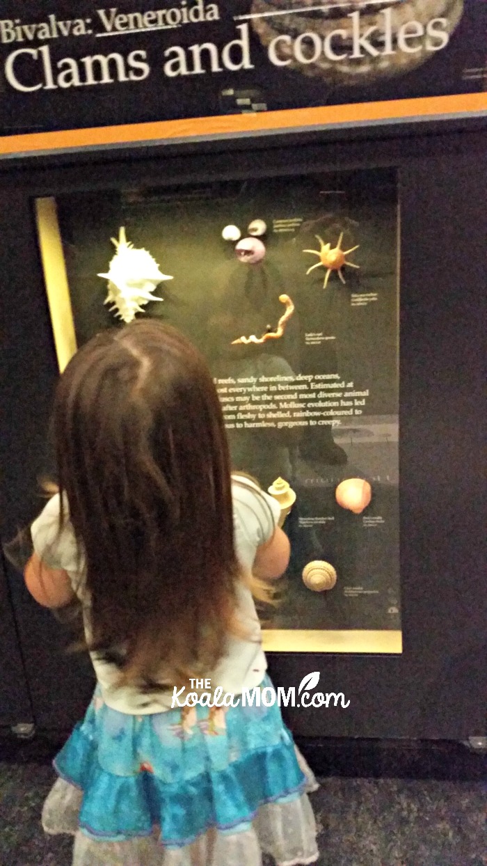 Jade looking at clams and cockles at the Beaty Biodiversity Museum