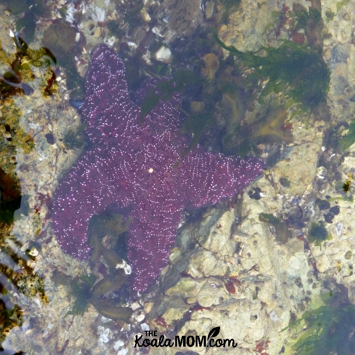 Purple starfish at Admiralty Point