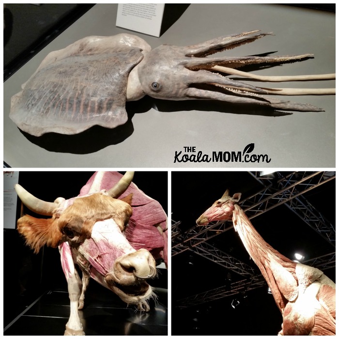 animals at BodyWorlds exhibit at Telus World of Science