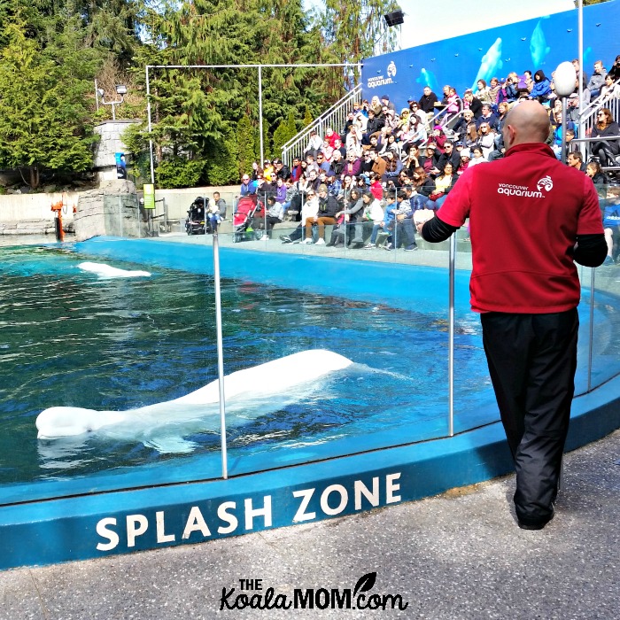 Beluga show at the Vancouver Aquarium