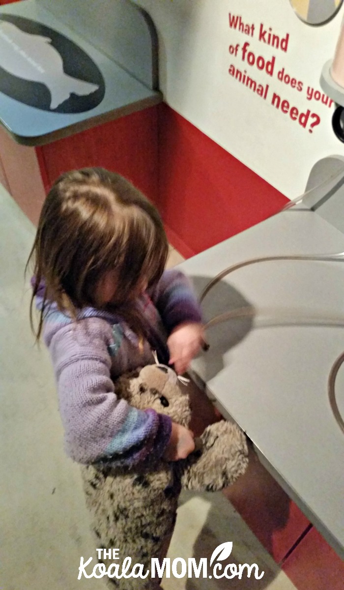 Feeding a seal pup at the Vancouver Aquarium Animal Rescue play centre