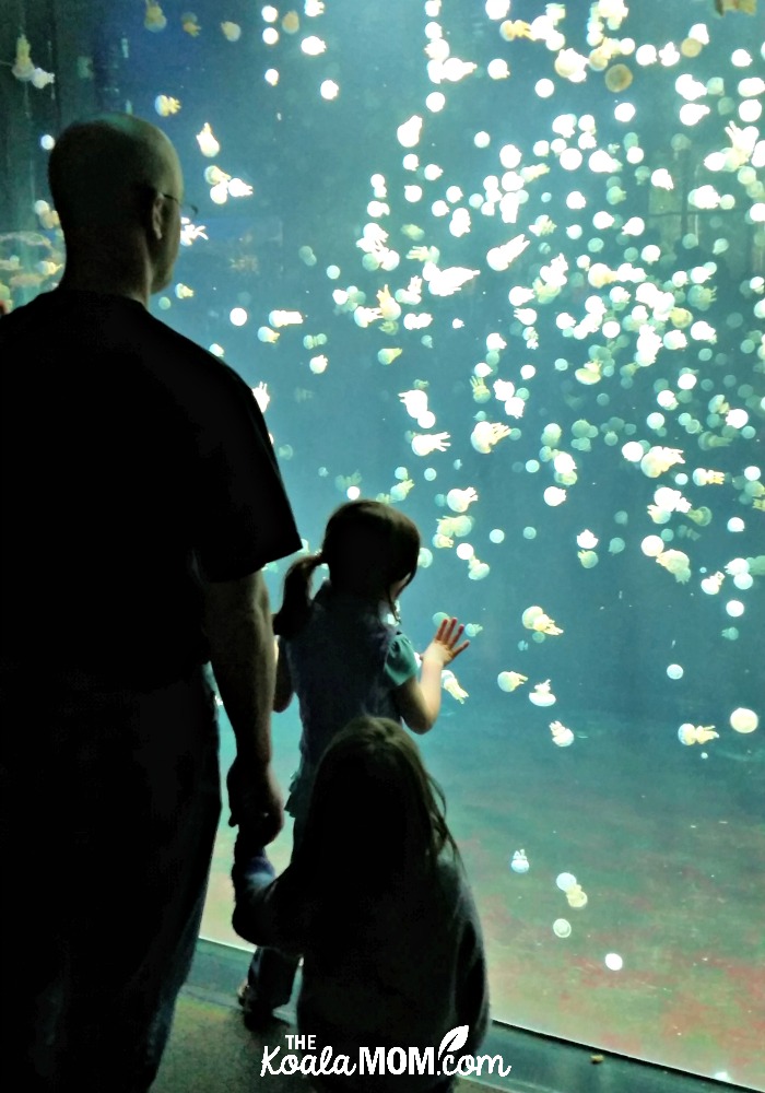 Watching the jelly fish at Vancouver Aquarium