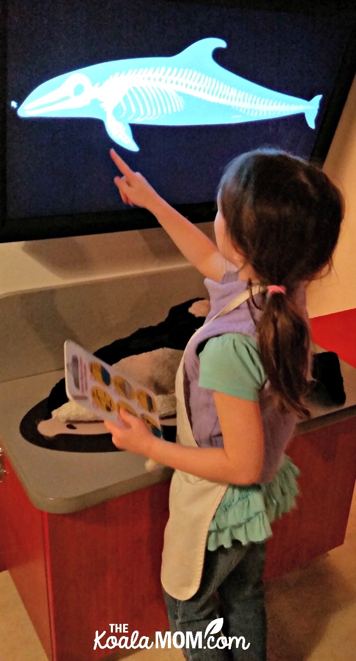 Lily x-raying a stuffie at the Vancouver Aquarium Animal Rescue Centre