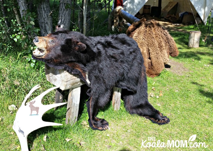 Bear skin at Rocky Mountain House National Historic Site