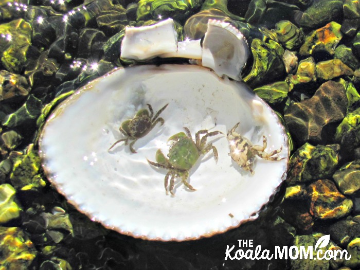 Crabs in a shell at Coles Bay