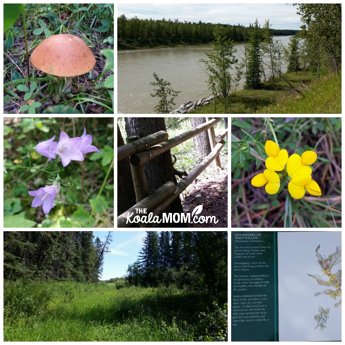 Exploring Rocky Mountain House National Historic Site - flowers, squirrels, river, etc.