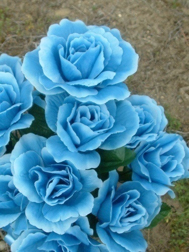Blue Roses. Photo credit: Flickr