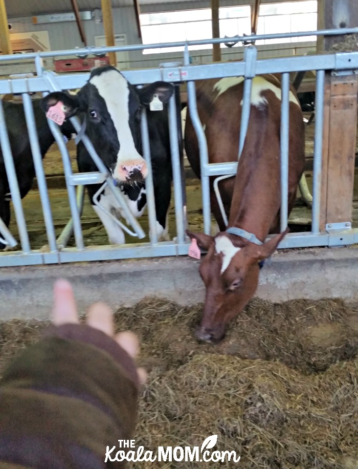 Cows at the Eco-Dairy in Abbotsford