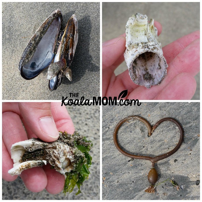 Beach treasures: mussel, kelp, barnacles