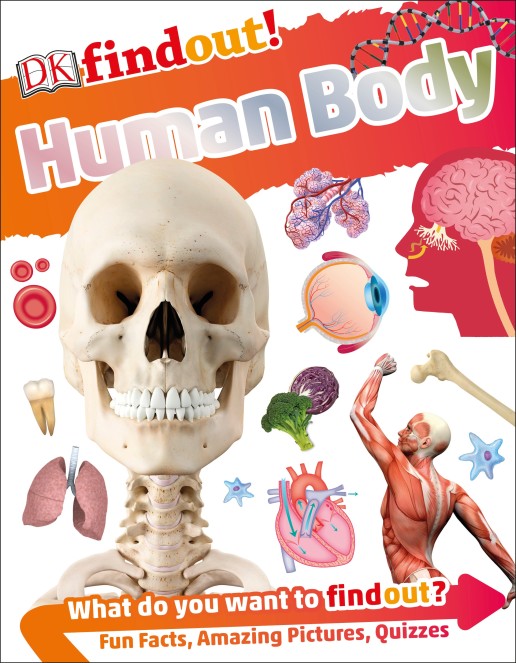 DK findout! Human Body