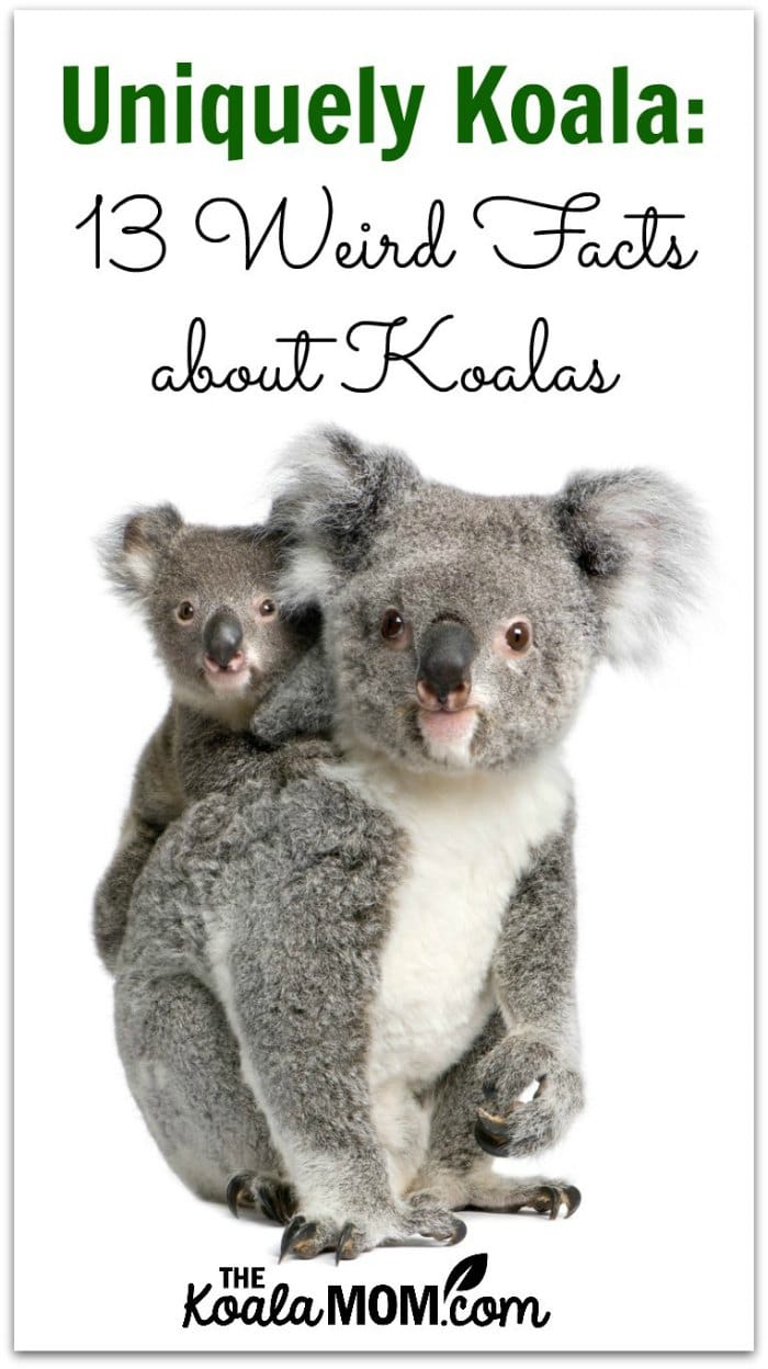 Koala, facts and photos