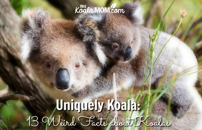 Uniquely Koala: 13 Weird Facts about Koalas