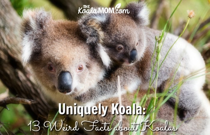 Top 10 facts about Koalas